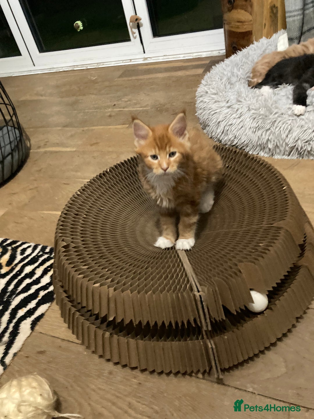 Maine Coon cats for sale: Ready now Beautiful chunky Maine coon kittens - Advert 25