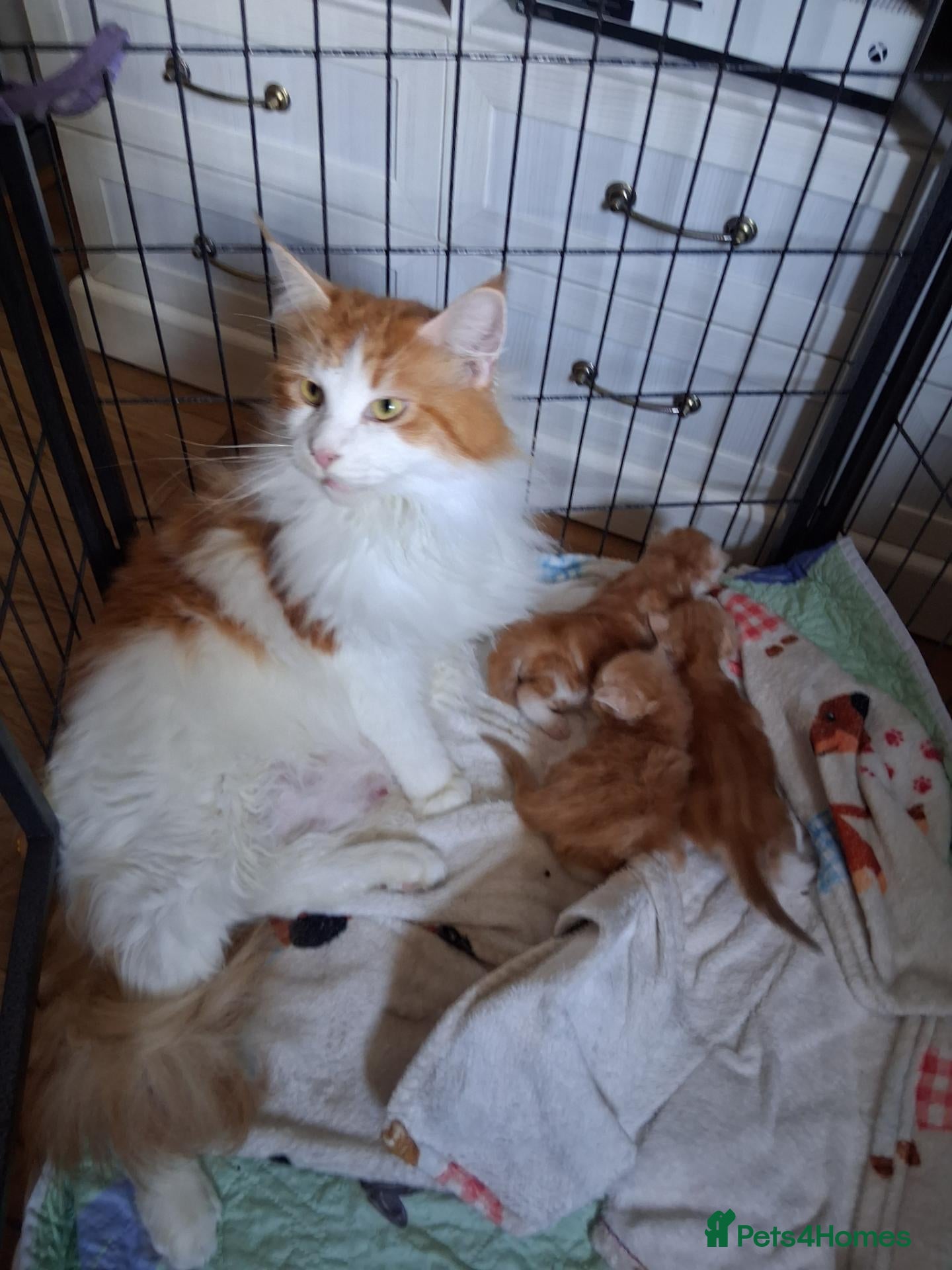 Maine Coon cats 3 GINGER MAINE COON  KITTENS - Advert 3