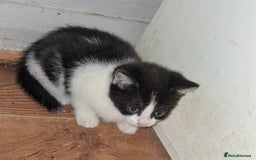 Mixed Breed cats for sale: 1 kitten left. READY NOW - Image 21