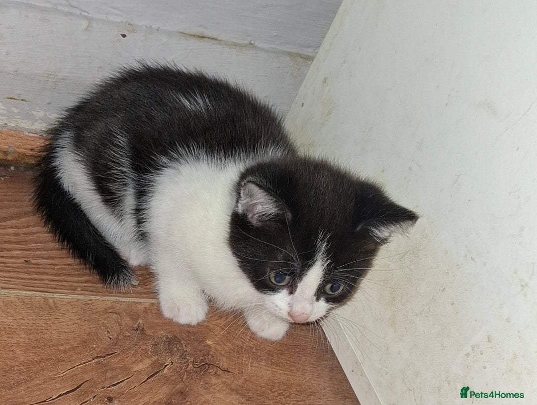 Mixed Breed cats for sale: 1 kitten left. READY NOW - Image 21