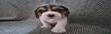 Beagle Puppy 5