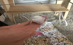Mouse rodents for sale: Girl and boy mice babies  - Image 2