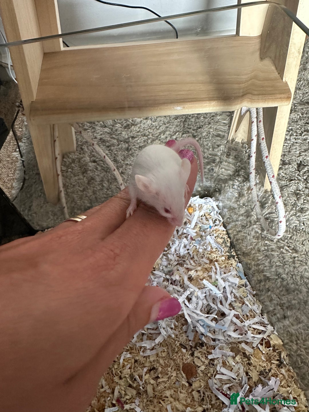Mouse rodents for sale: Girl and boy mice babies  - Image 2