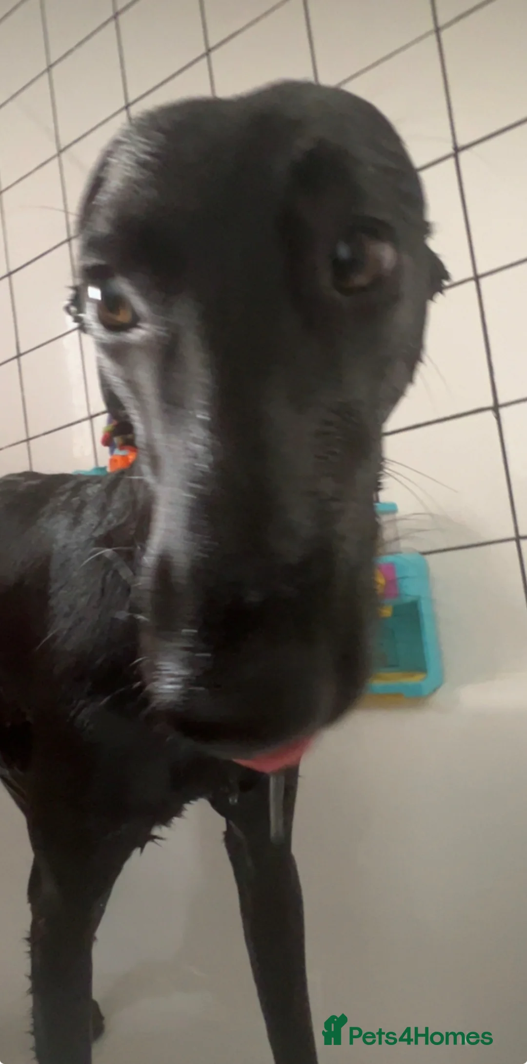 Mixed Breed dogs for sale: Malinois x greyhound mix  in Wokingham - Advert 6