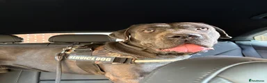 Cane Corso 1