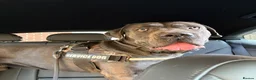 Cane Corso dogs for sale: Cane Corso  - Advert 2