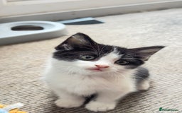 British Shorthair cats for sale: Kittens - Image 6