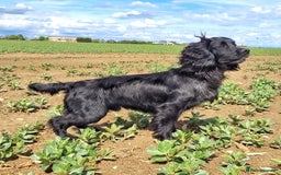 Cocker Spaniel dogs for stud: Extensively Health Tested KC Cocker - WELL PROVEN in Lincoln - Image 4