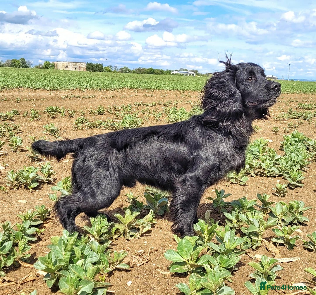Cocker Spaniel dogs for stud: Extensively Health Tested KC Cocker - WELL PROVEN in Lincoln - Image 4