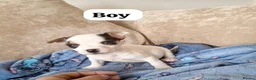 Mixed Breed dogs for sale: ADORABLE Jack Russell pups  - Advert 5
