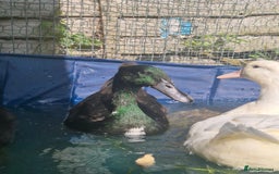 Ducks poultry for sale: 2 female and 1 male Ducks  - Image 7