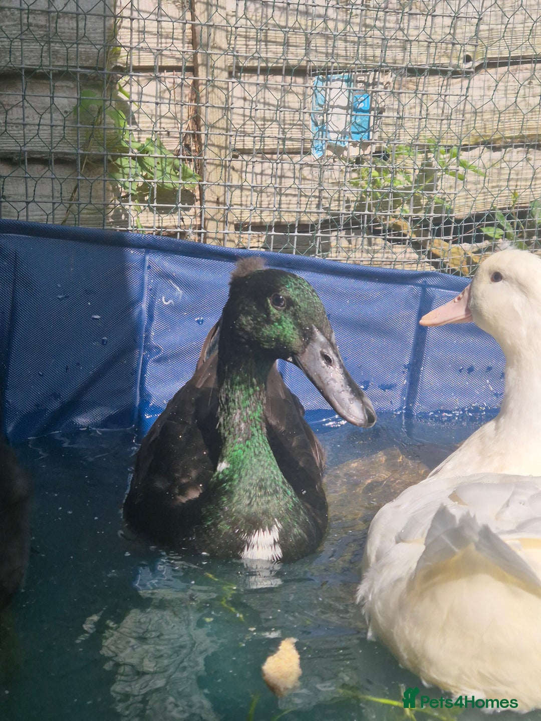 Ducks poultry for sale: 2 female and 1 male Ducks  - Image 7