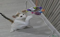 Mixed Breed cats for adoption: [Indoors only] Katzie - Cuddly and Playful girl! - Image 7