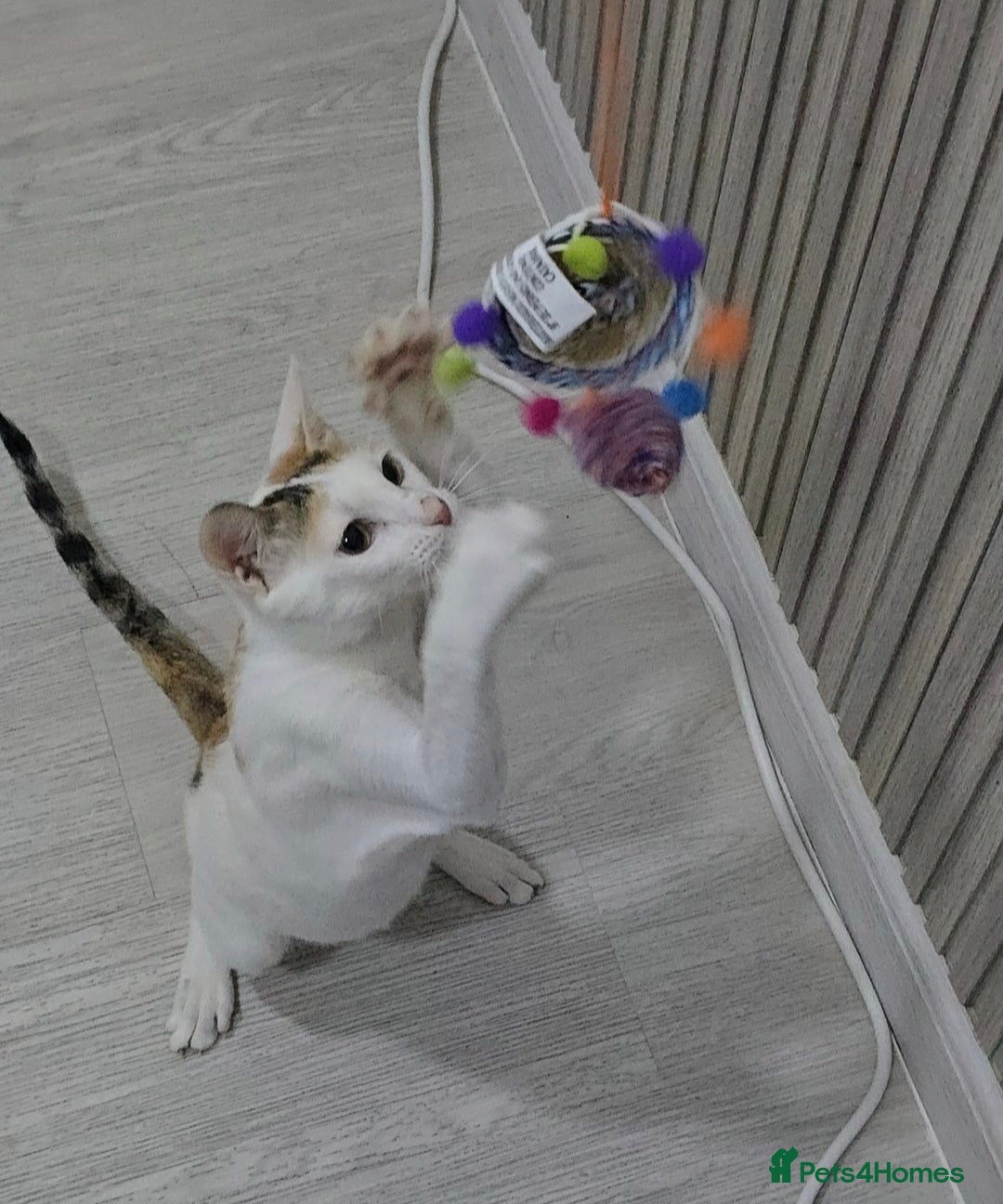 Mixed Breed cats for adoption: [Indoors only] Katzie - Cuddly and Playful girl! - Image 7