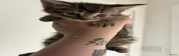 Mixed Breed cats for sale: Tabby girl - Advert 3