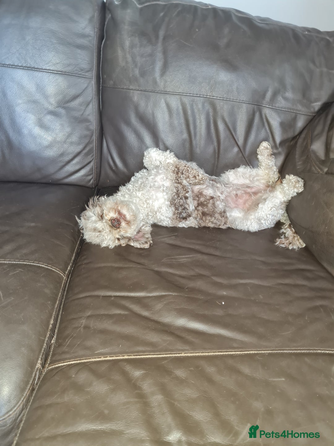 Toy Poodle dogs for sale: 4 beautiful girls, toy poodle puppies  - Image 7