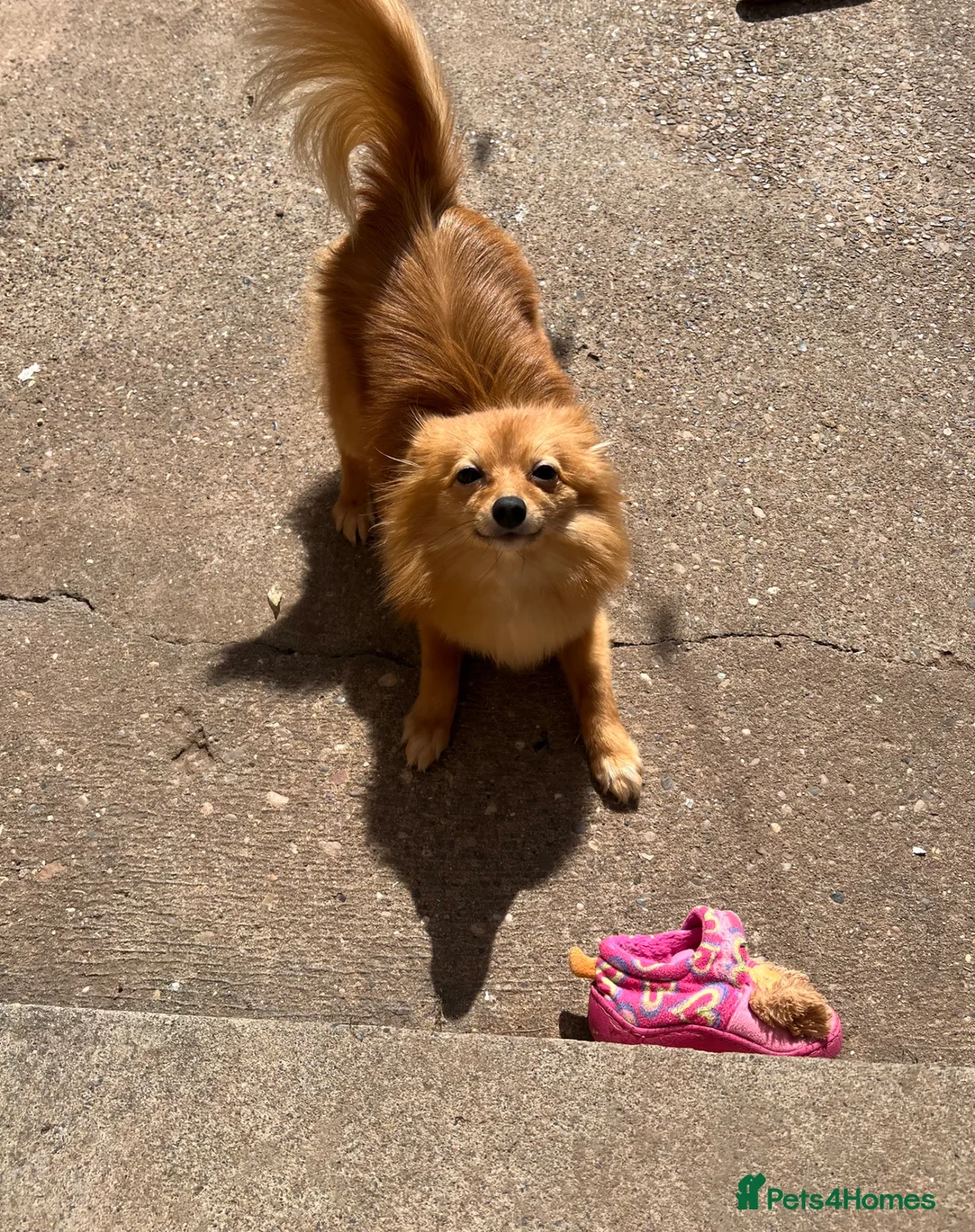 Pomeranian dogs for sale: Pomeranian Female for rehoming  in Derby - Advert 1