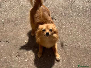 Pomeranian dogs Pomeranian Female for rehoming - Advert 10