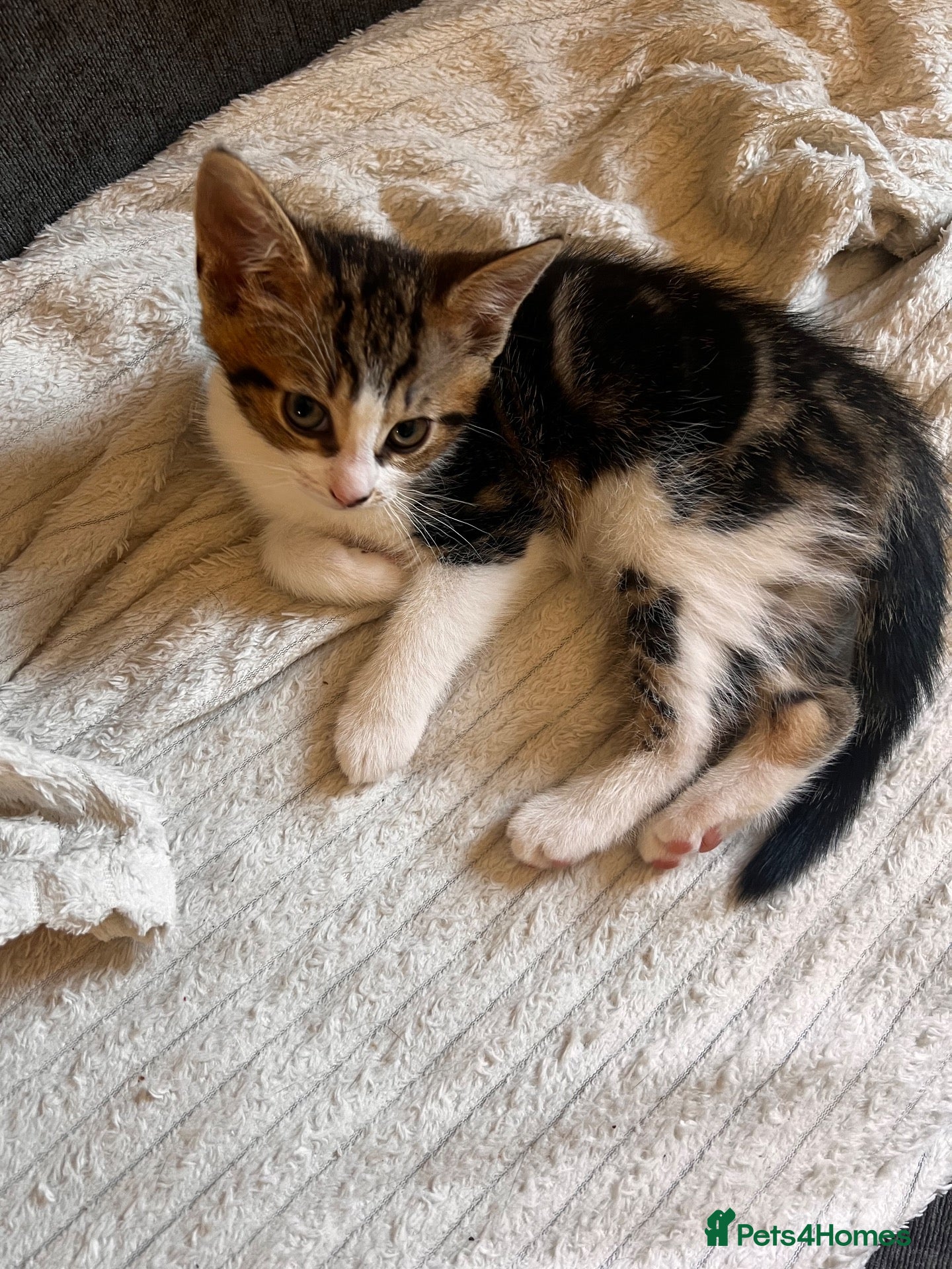 Domestic Shorthair cats Female kitten - Advert 1