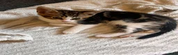 Domestic Shorthair cats for sale: Female kitten - Advert 1