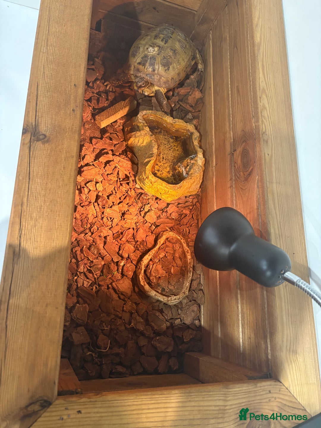 Tortoise reptiles for sale: Male female tortoise - Advert 6