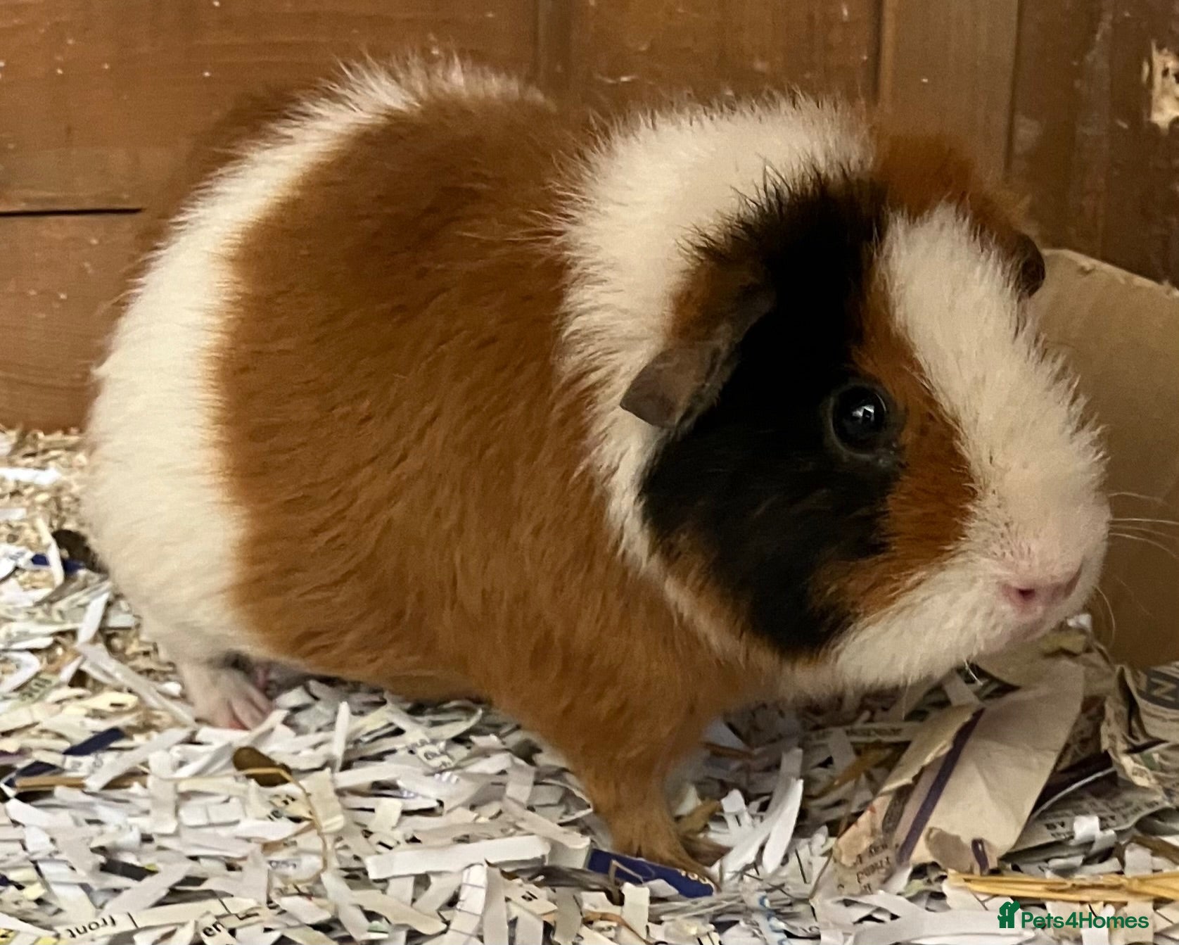 Guinea Pig rodents Pure bred Teddy girls/sows - Advert 17