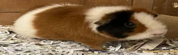 Guinea Pig rodents for sale: Pure bred Teddy girls/sows - Advert 1