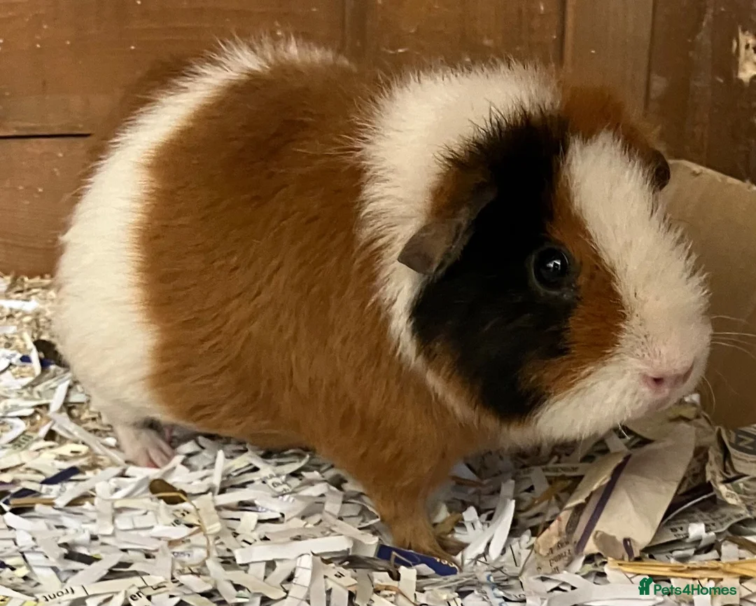 Guinea Pig rodents for sale: Pure bred Teddy girls/sows - Advert 1