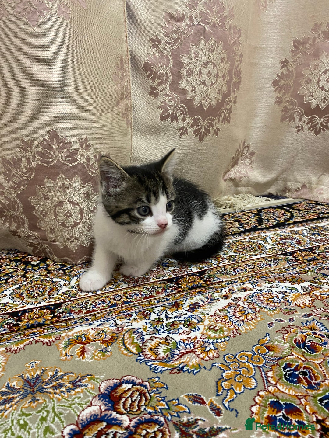 British Shorthair cats for sale: British shorthair  - Advert 3