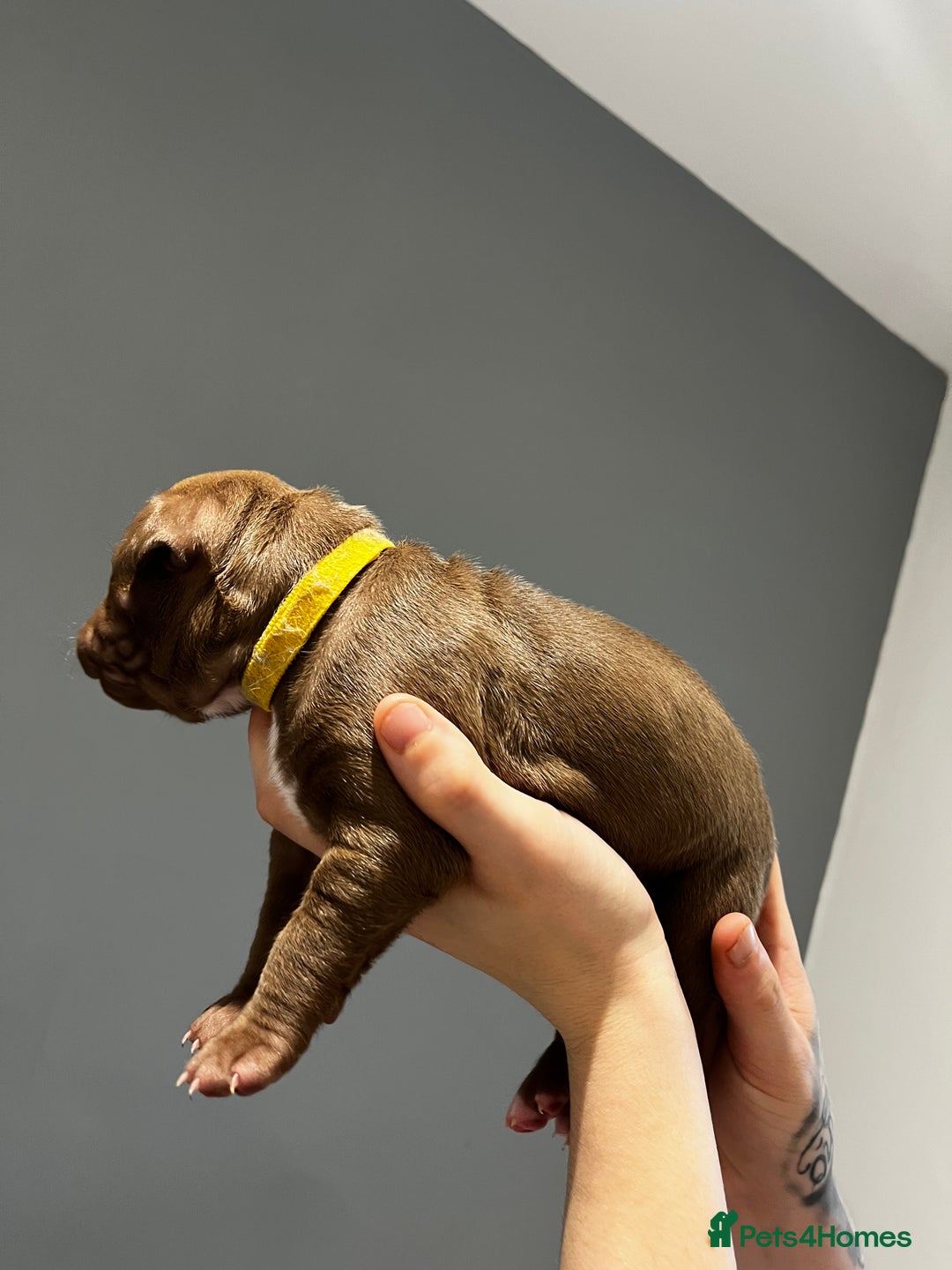 Mixed Breed dogs for sale: Staffy mix pups  - Image 4