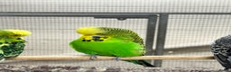 Budgerigars birds for sale: Budgies - Advert 6