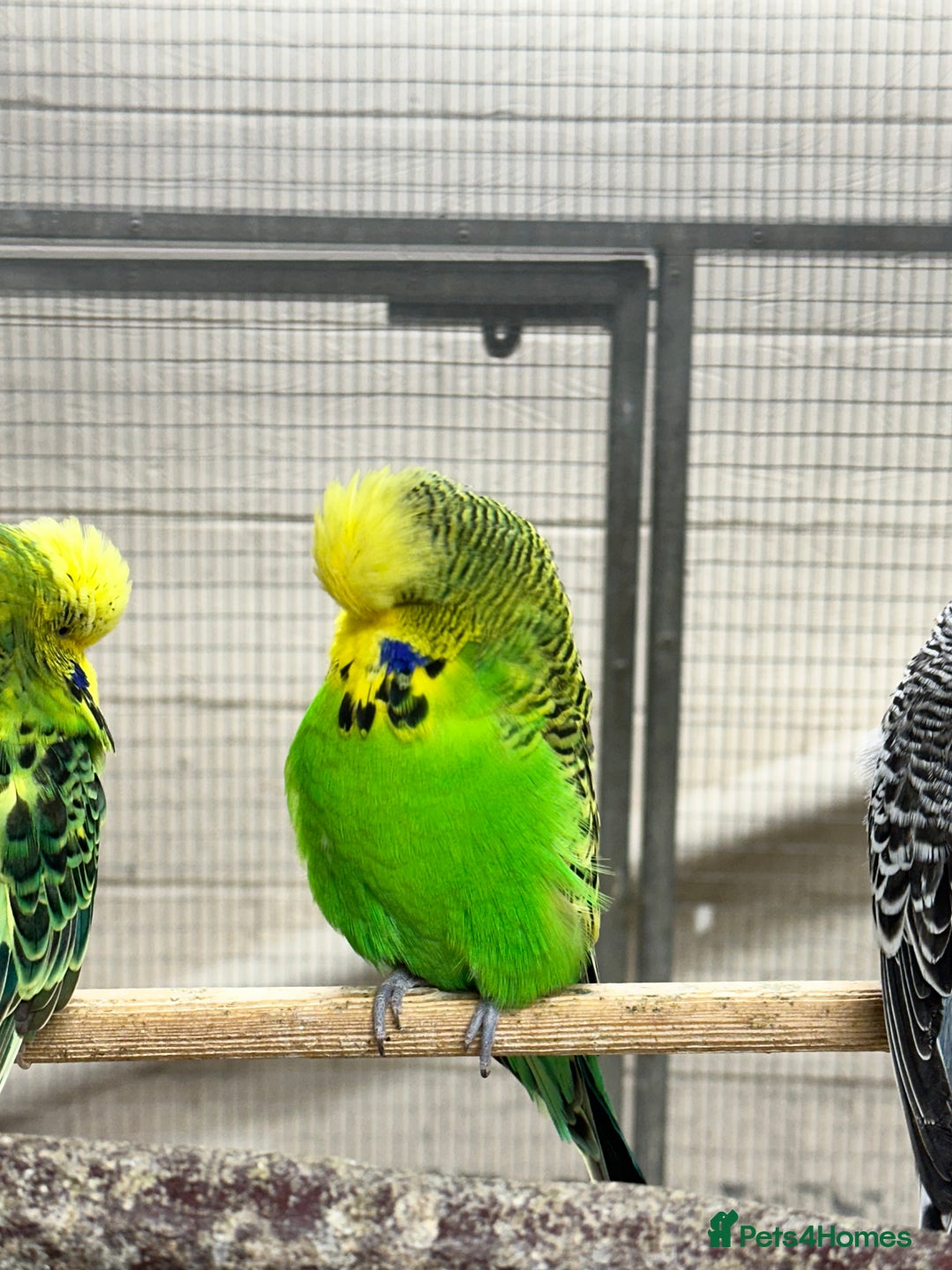 Budgerigars birds for sale: Budgies - Advert 6