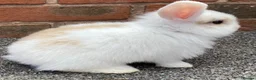 Mini Lop rabbits for sale: STINNING PURE BREED MINI LOPS AMAZING COLOURS - Advert 11