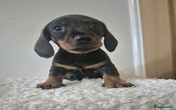 Miniature Dachshund dogs for sale: x3 stunning miniature Dachshunds boys - Image 2