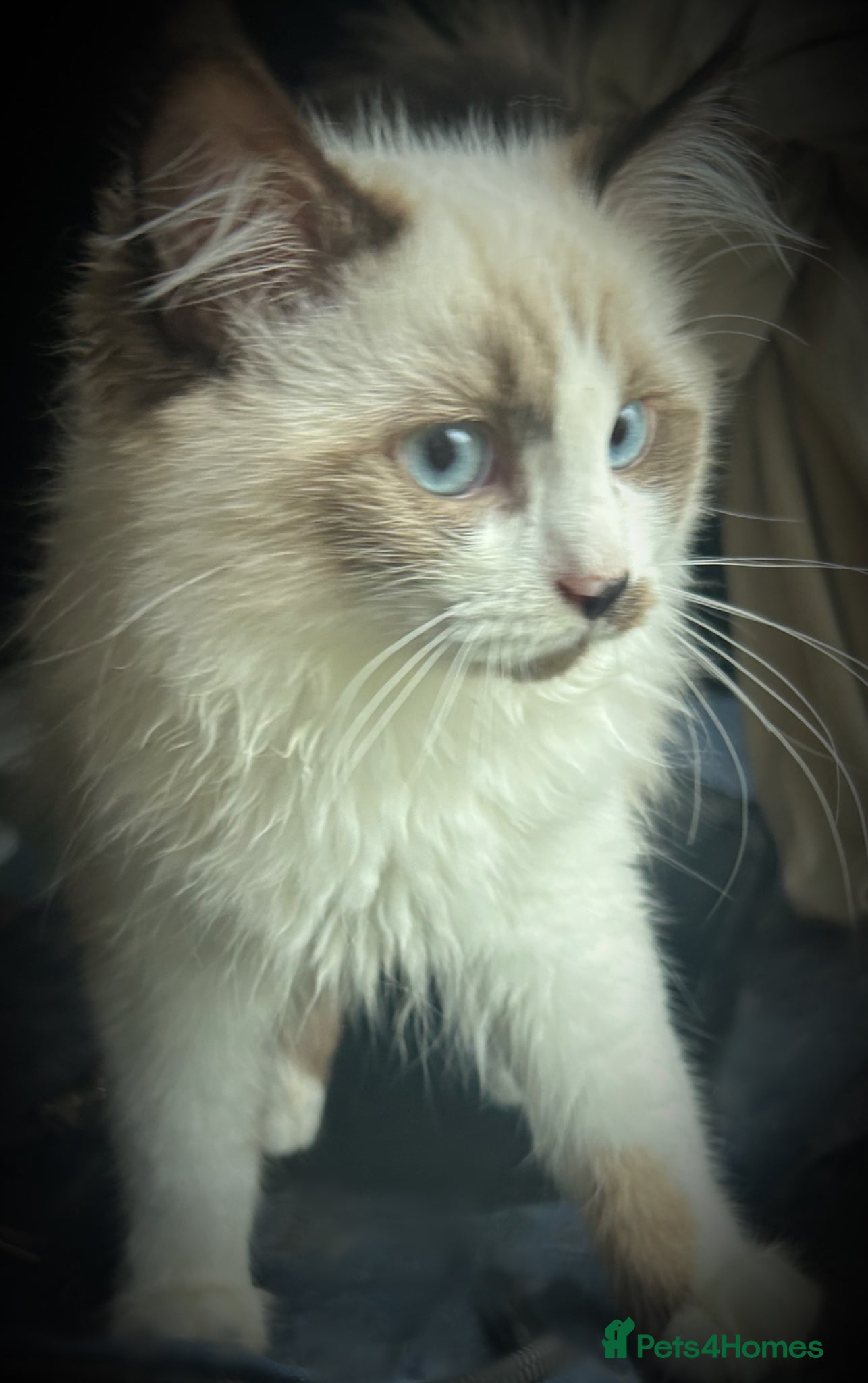 Ragdoll cats RAGDOLL Cross Kitten  - Advert 1