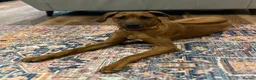 Rhodesian Ridgeback dogs for sale: Beautiful , healthy female Rhodesian Ridgeback  in London - Advert 3