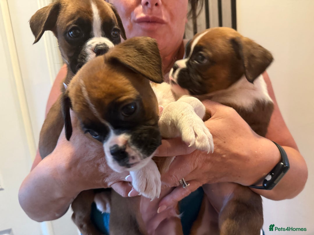 Boxer dogs for sale: Flashy boxer/red - natural bob tail/tail  - Image 5