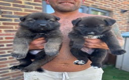 German Shepherd dogs for sale: German shepherd puppies  - Image 15