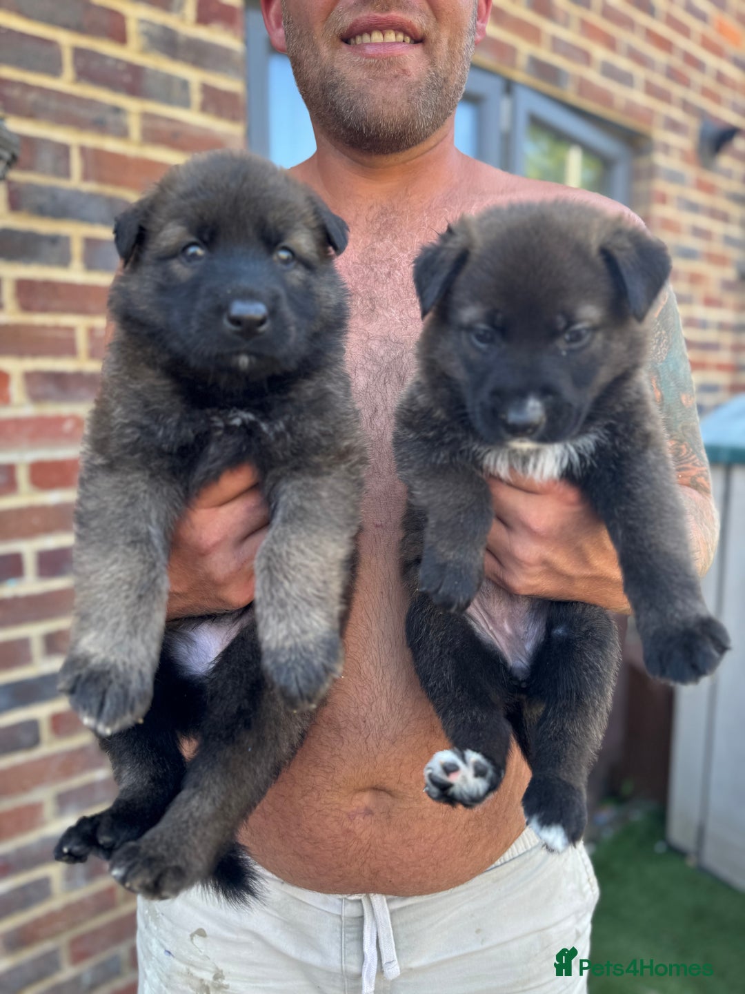 German Shepherd dogs for sale: German shepherd puppies  - Image 15