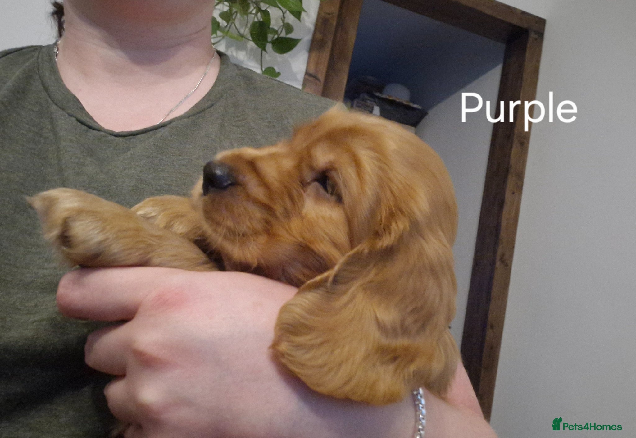 Cocker Spaniel dogs for sale: Show Cocker Spaniels Puppies in Witney - Advert 7