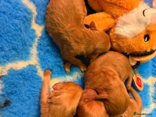 Mini Goldendoodle dogs Extensively health tested F1 goldendoodle puppies - Advert 4