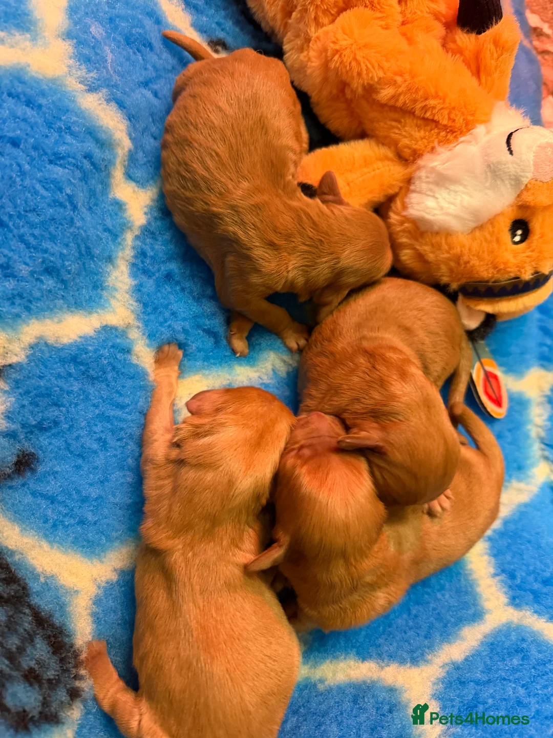 Mini Goldendoodle dogs for sale: Extensively health tested F1 goldendoodle puppies  - Advert 9