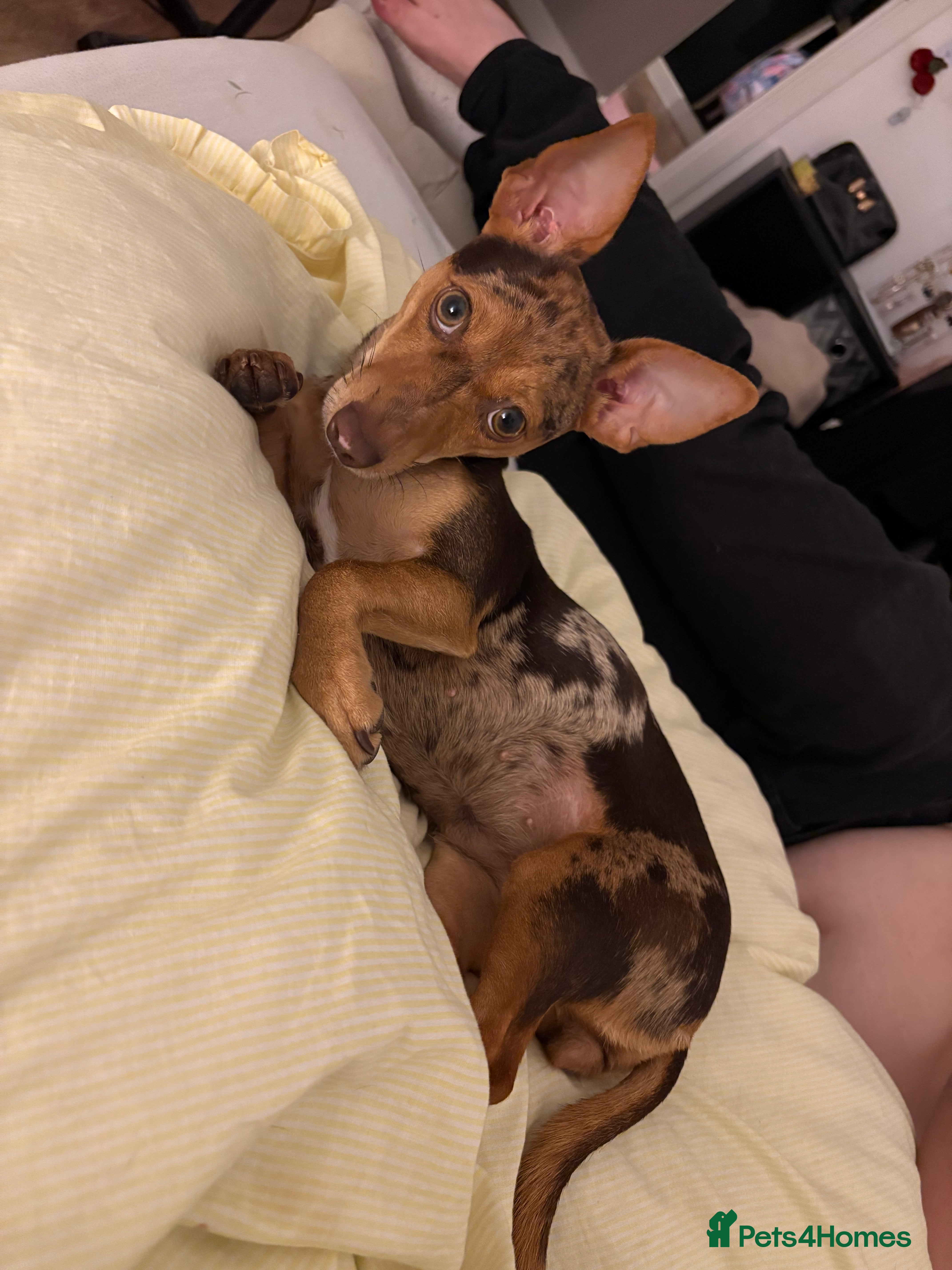 Jack Russell dogs Jack russel terrier  - Advert 1