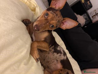 Jack Russell dogs Jack russel terrier - Advert 5