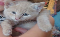 Domestic Shorthair cats for sale: 3 kittens for sale - Image 11
