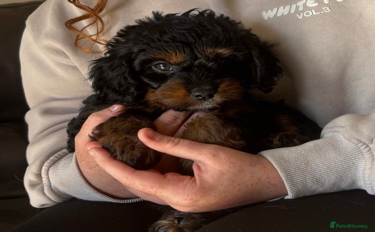 Cavapoo dogs - Advert 2