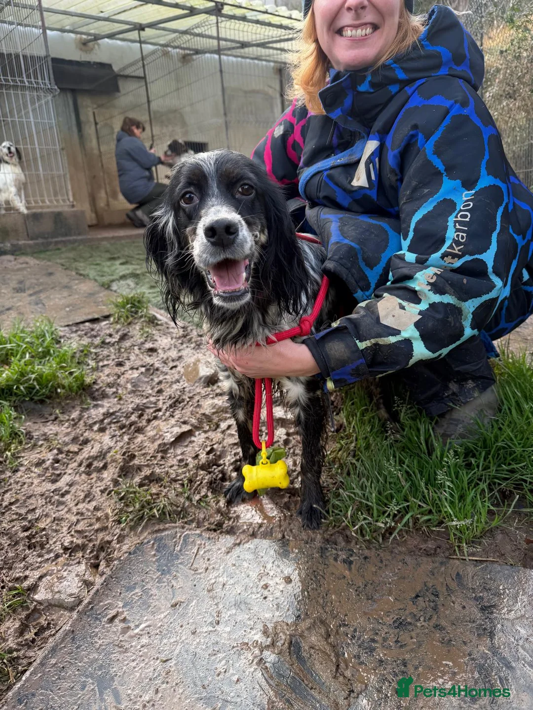 English Setter dogs for adoption: Lina  - Advert 9