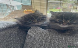 Mixed Breed cats for sale: Last one left! Mixed Breed Mini Maine Coon Dupes - Image 14