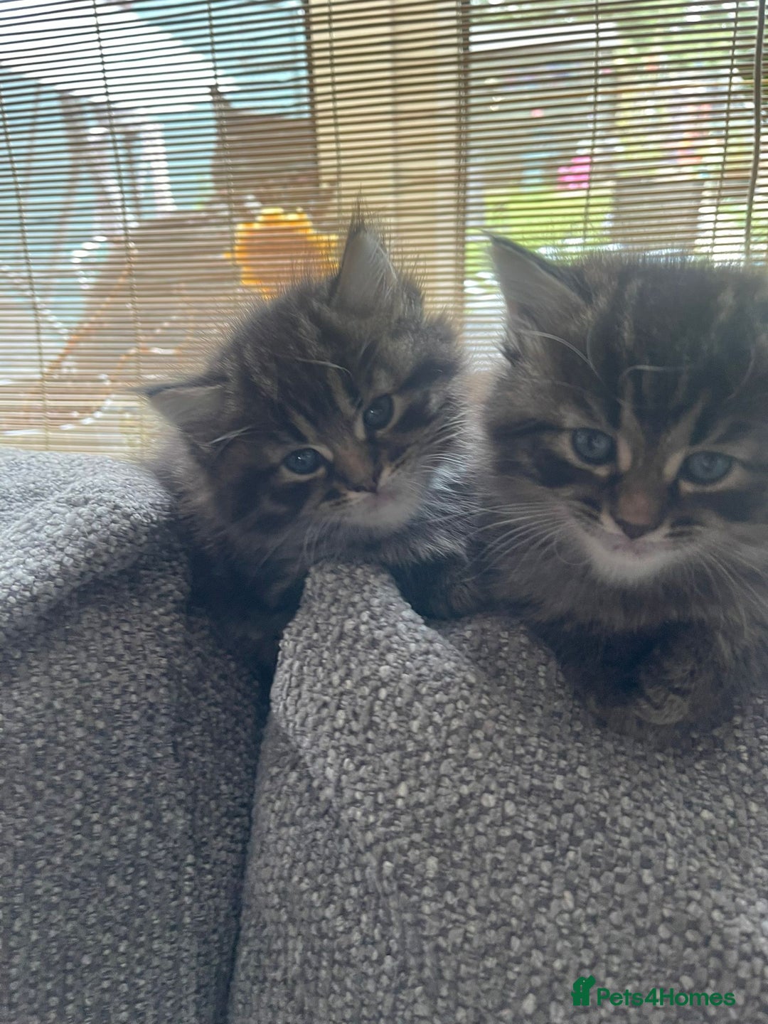 Mixed Breed cats for sale: Last one left! Mixed Breed Mini Maine Coon Dupes - Image 14