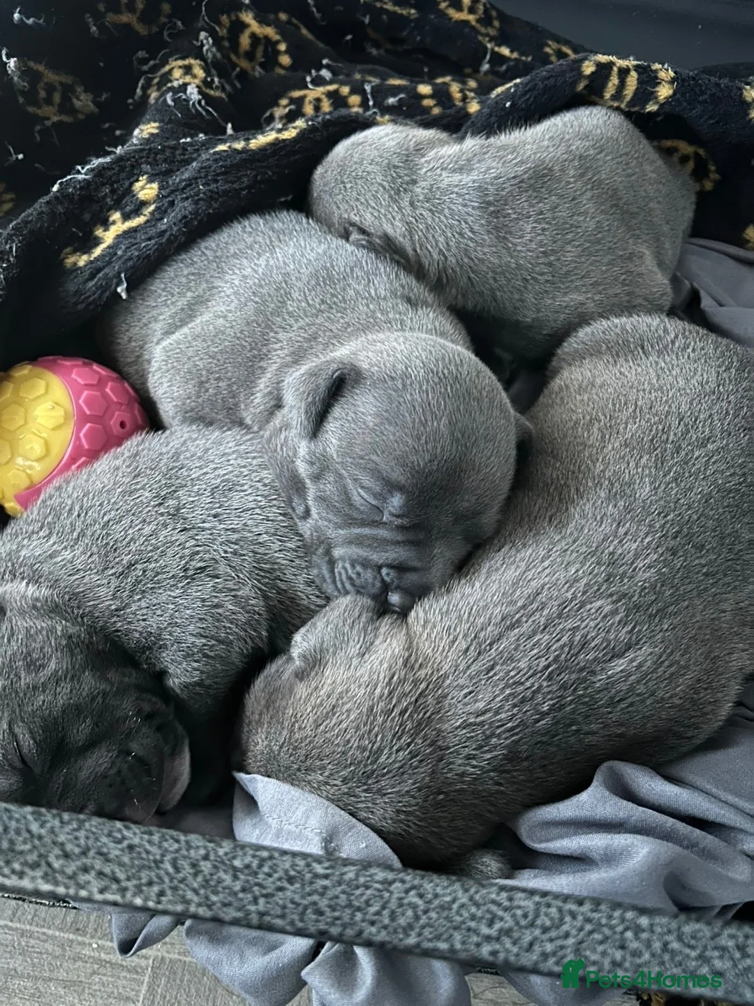 Staffordshire Bull Terrier dogs for sale: Blue Staffordshire Bull terrier puppies(3 females) in Woodhall Spa - Advert 7